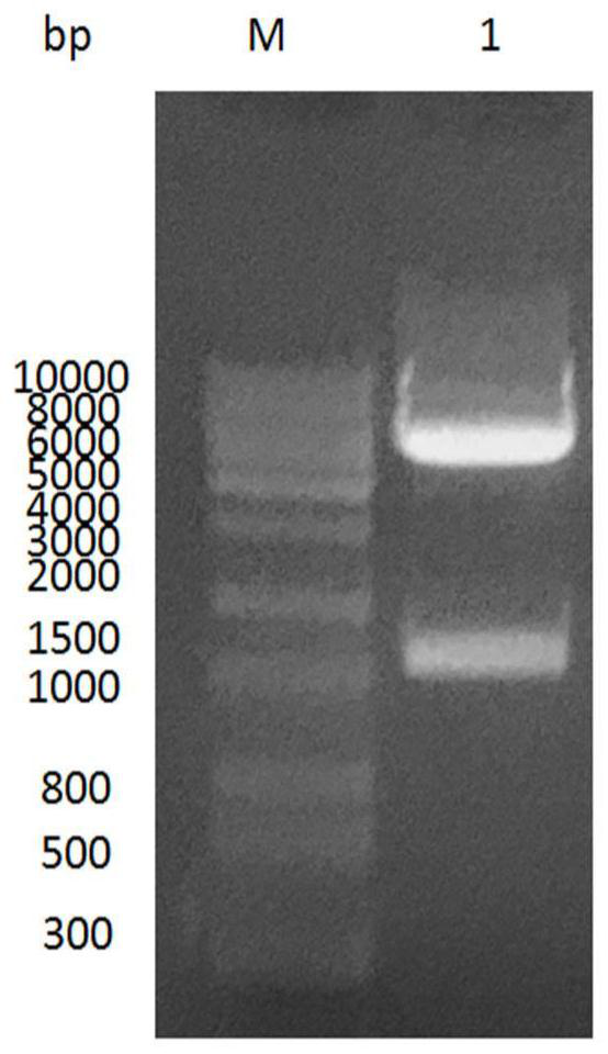 A kind of nano antibody against rabies virus g protein and its application