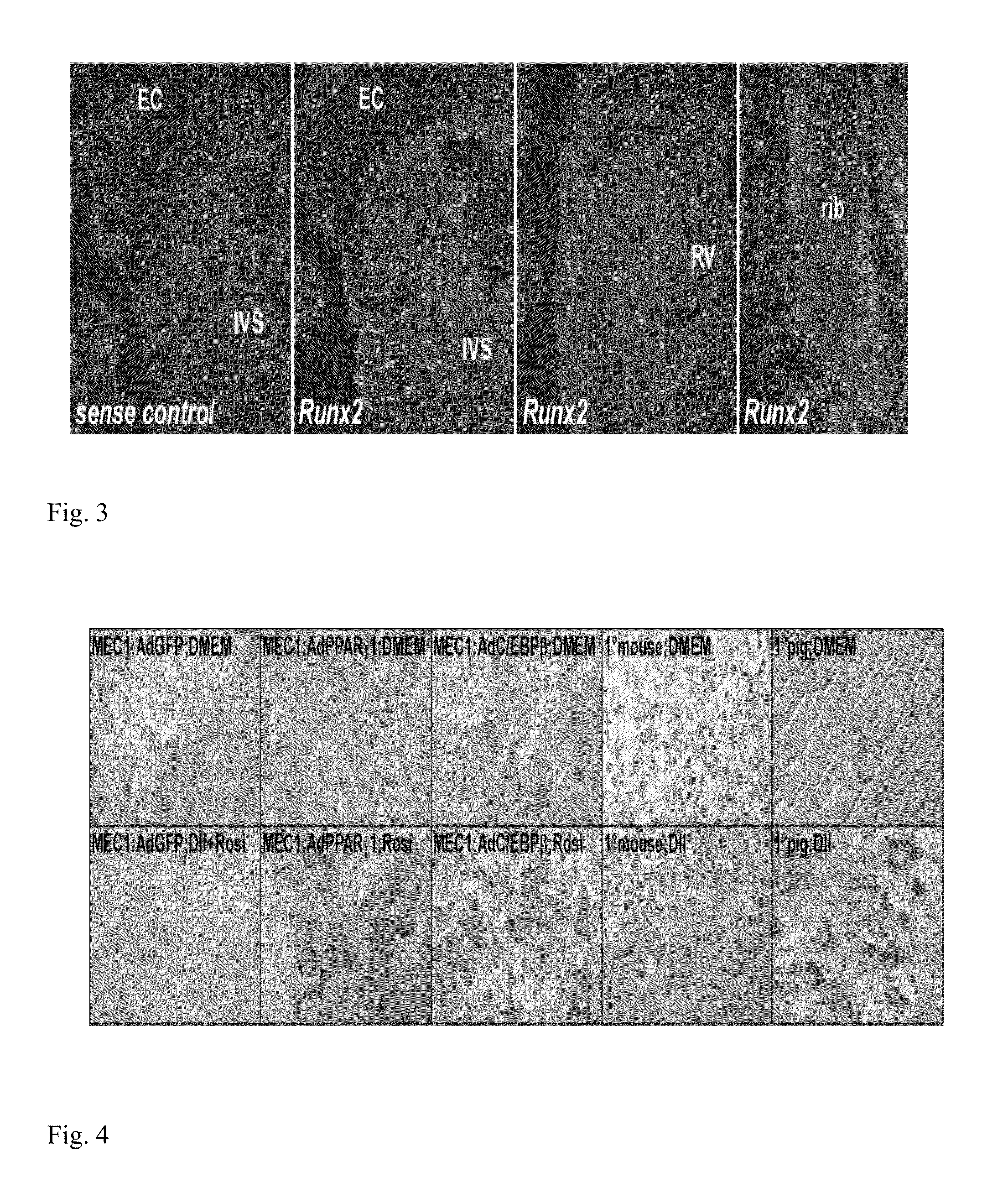 Compositions, systems and methods based on the differentiation of epicardial cells to typical and atypical fates
