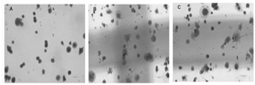 A culture medium for endothelial cells