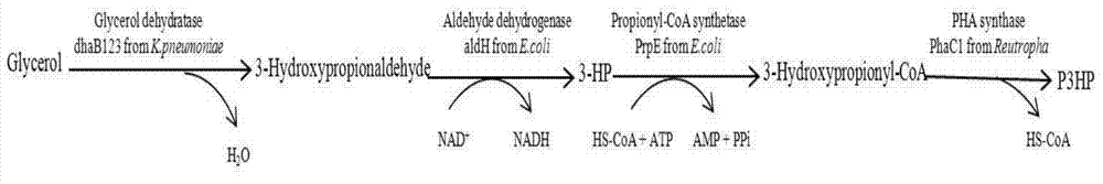 Recombination klebsiella pneumonia capable of co-producing 3-HP and P3HP, and preparation method and application thereof