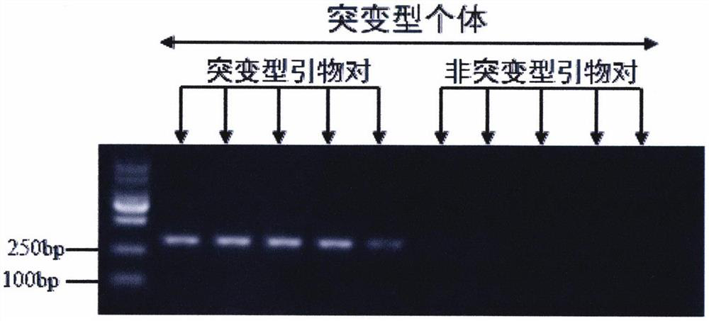 Method and special primers for rapidly detecting cowpea thrips sodium ion channel I904S mutation