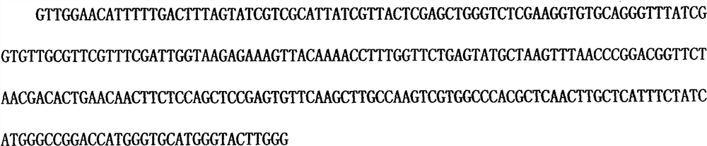 Method and special primers for rapidly detecting cowpea thrips sodium ion channel I904S mutation