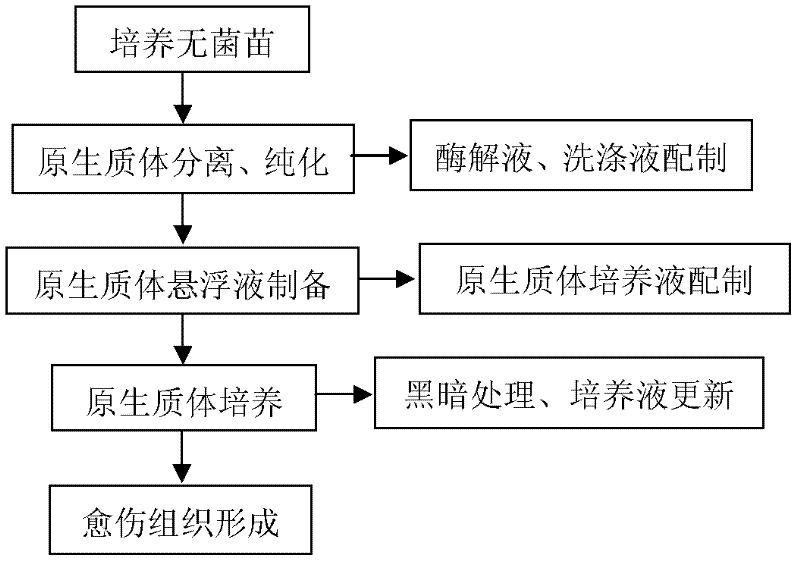 Chilli cytoplasm male sterile line protoplast separation purification and callus forming method