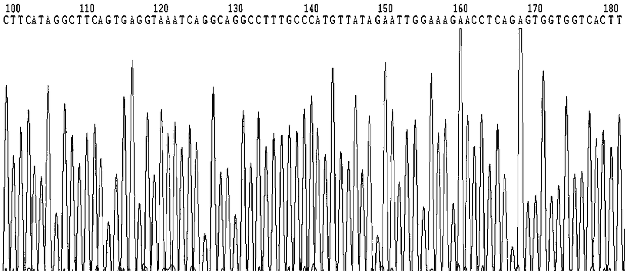 Primer, probe and kit for BIM gene polymorphism detection