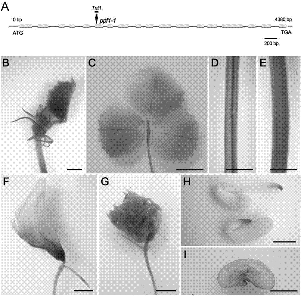 Application of REVOLUTA gene to regulation and control on quantity of leaflets in leguminous plant and leaf-stem ratio