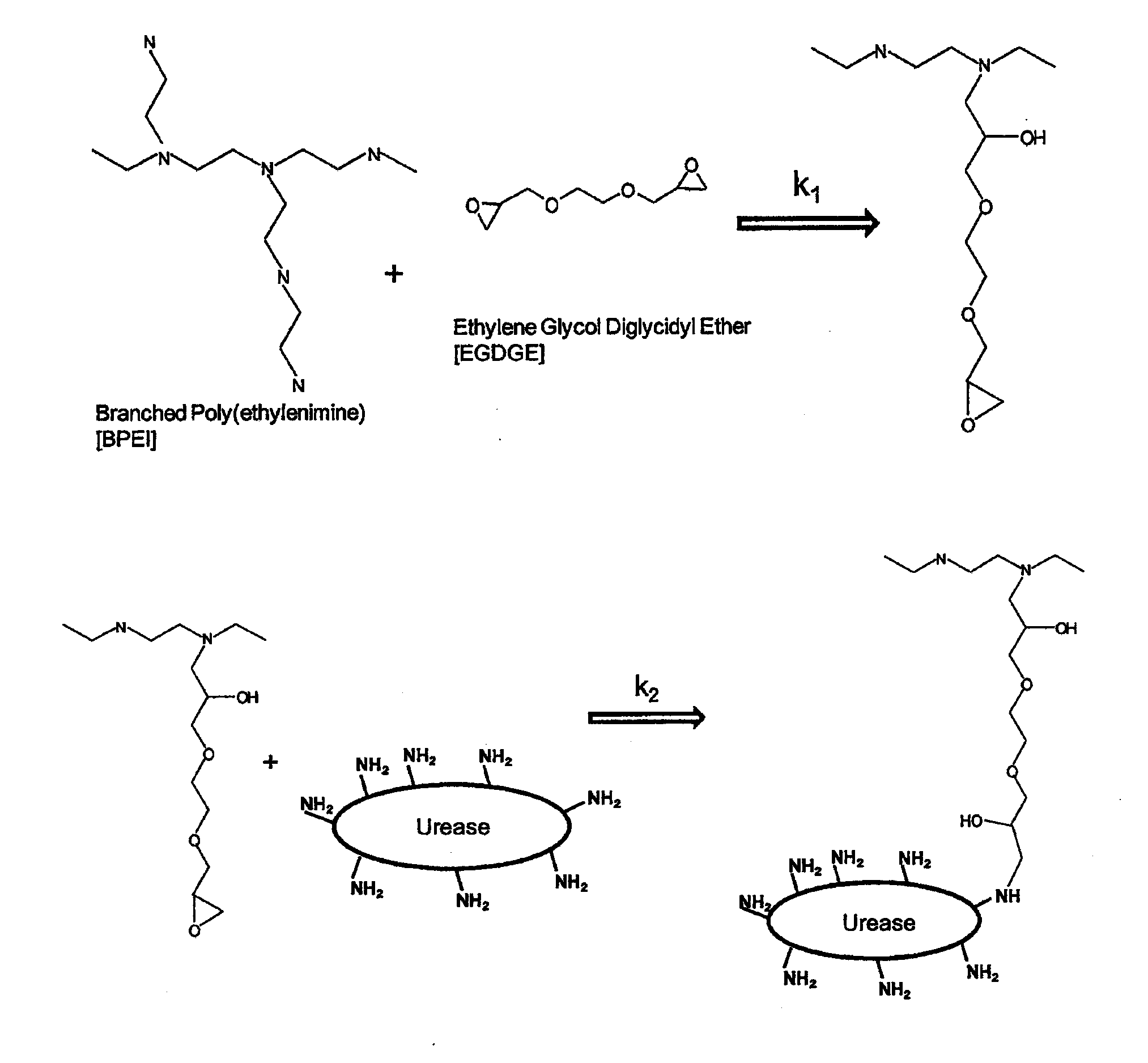 Covalently Immobilized Enzyme and Method To Make The Same