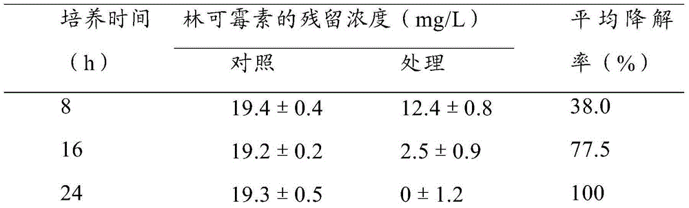 Wheat ochrobactrum of degradable lincomycin