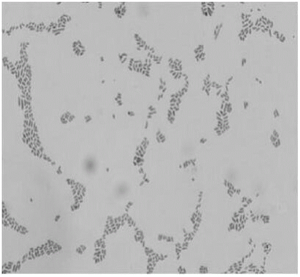 Wheat ochrobactrum of degradable lincomycin