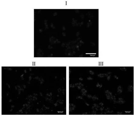 Polyester amide based on inositol and arginine as well as preparation method and application of polyester amide