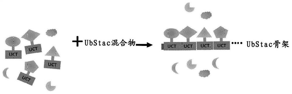 Linear polyfunctional multimer biomolecule coupled to polyubiquitin linker and use thereof