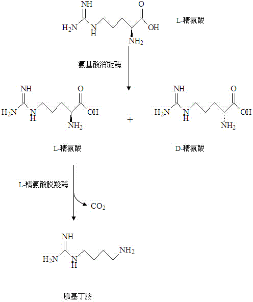Method for coproducing D-arginine and gamatine through biotransformation