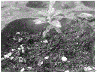 Sowing and seedling growing method of alpine azaleas