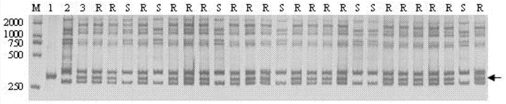 Haynaldia villosa 6VS chromosome specific molecular marker 6VS-UT and its application