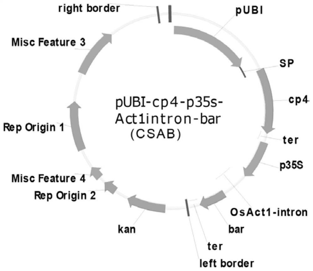 Herbicide resistance gene expression vector and application thereof