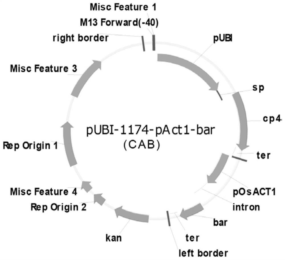 Herbicide resistance gene expression vector and application thereof