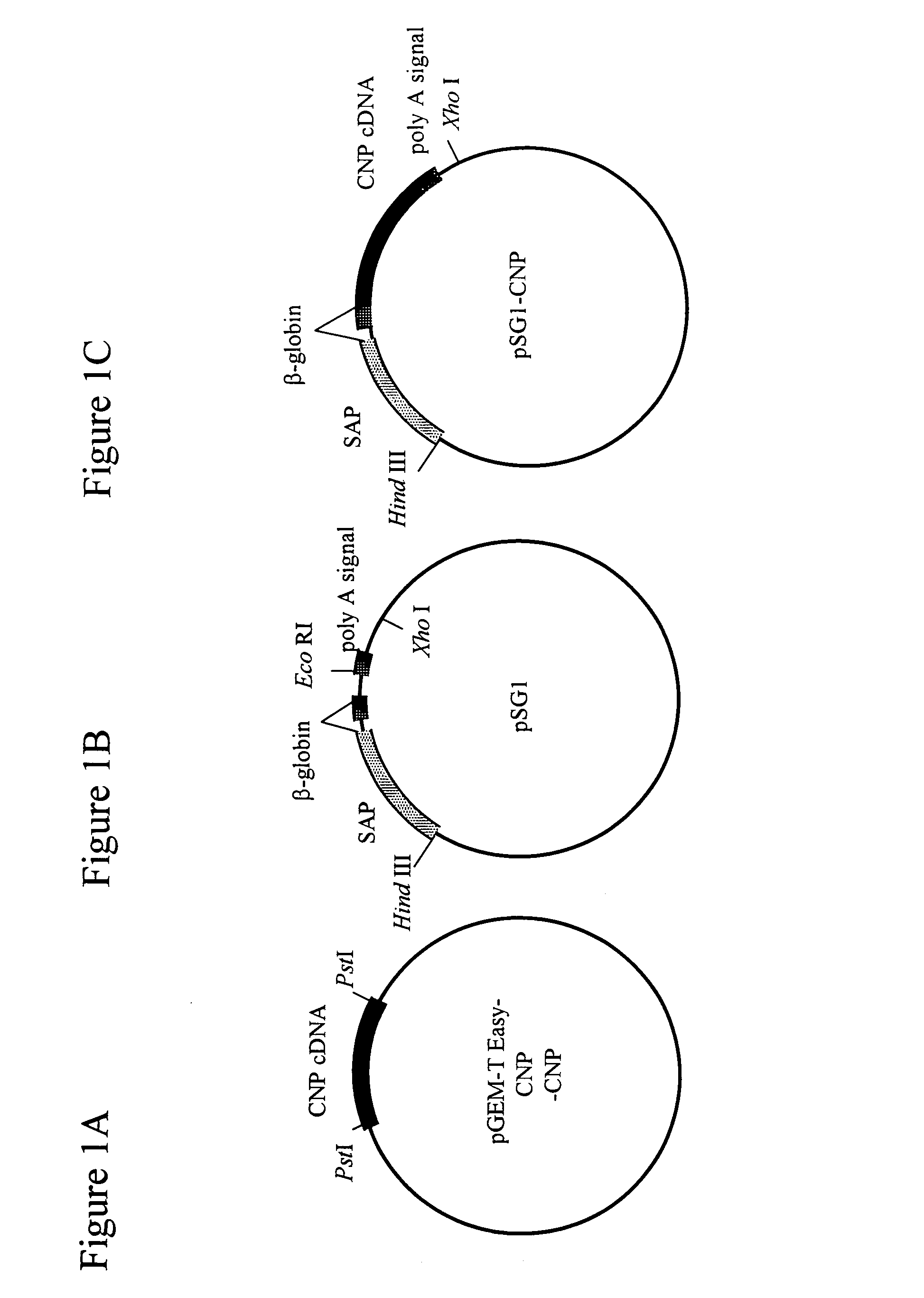 Method of treating arthritis and promoting growth of articular chondrocytes