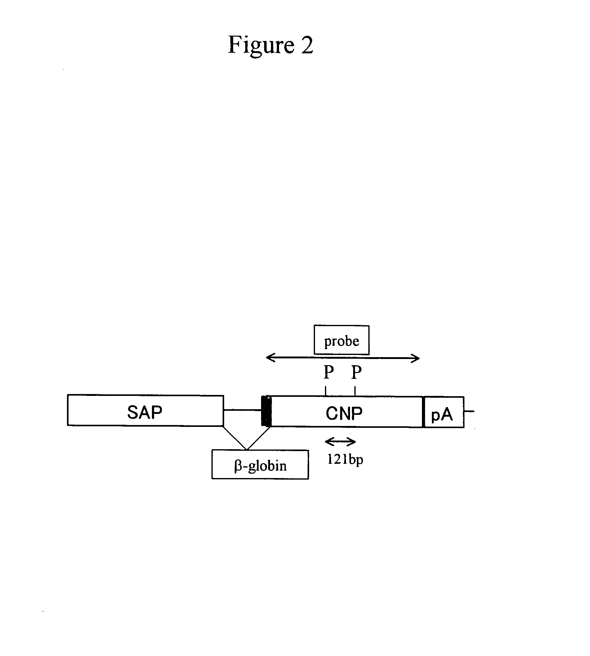 Method of treating arthritis and promoting growth of articular chondrocytes