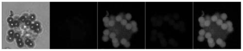 Liquid phase staining identification method used for cells and needing extremely small cell quantity