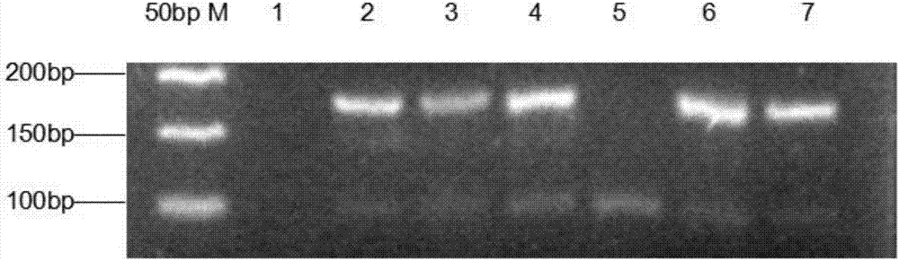 Rapid detection method of PWS and AS