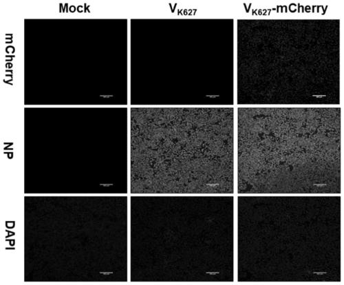 DNA fragment and application thereof in construction of recombinant influenza virus expressing red fluorescent protein gene