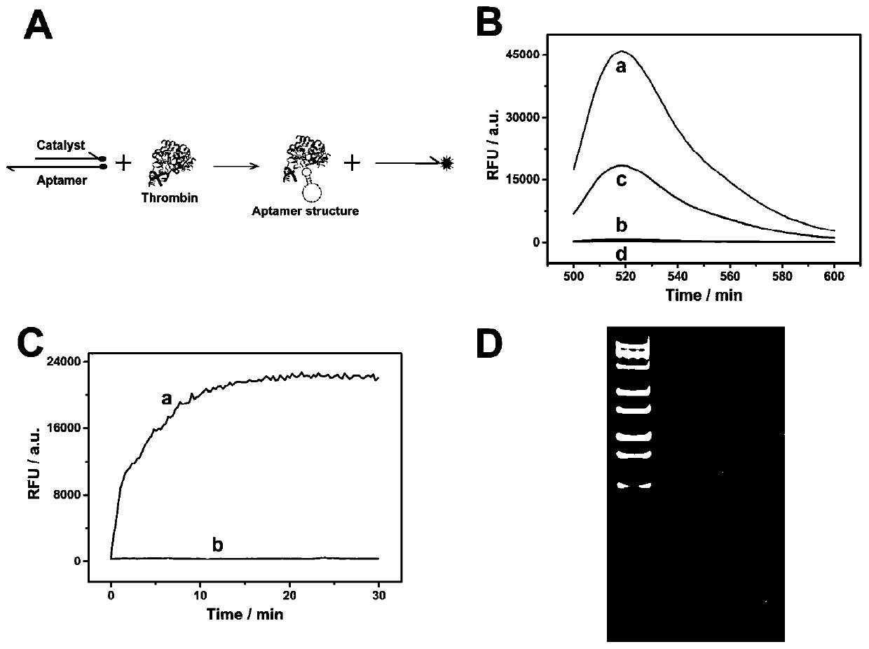 Method for detecting thrombin based on fluorescent dual-signal non-enzymatic amplification strategy of aptamer and application of method