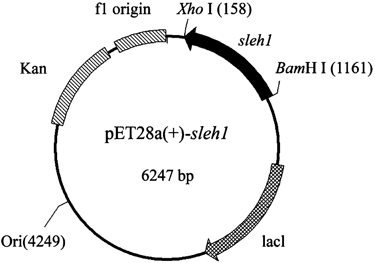 Method for preparing (R)-(4-chlorophenyl)oxirane from recombinant escherichia coli
