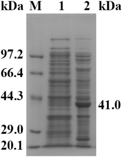Method for preparing (R)-(4-chlorophenyl)oxirane from recombinant escherichia coli