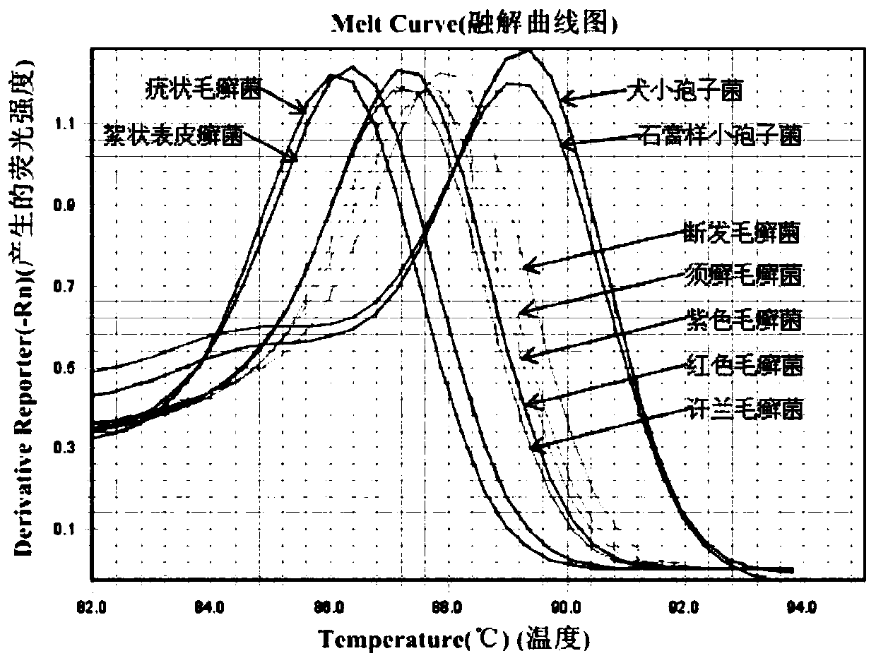 Primers and kit for fluorescent PCR detection of nine dermatophytes