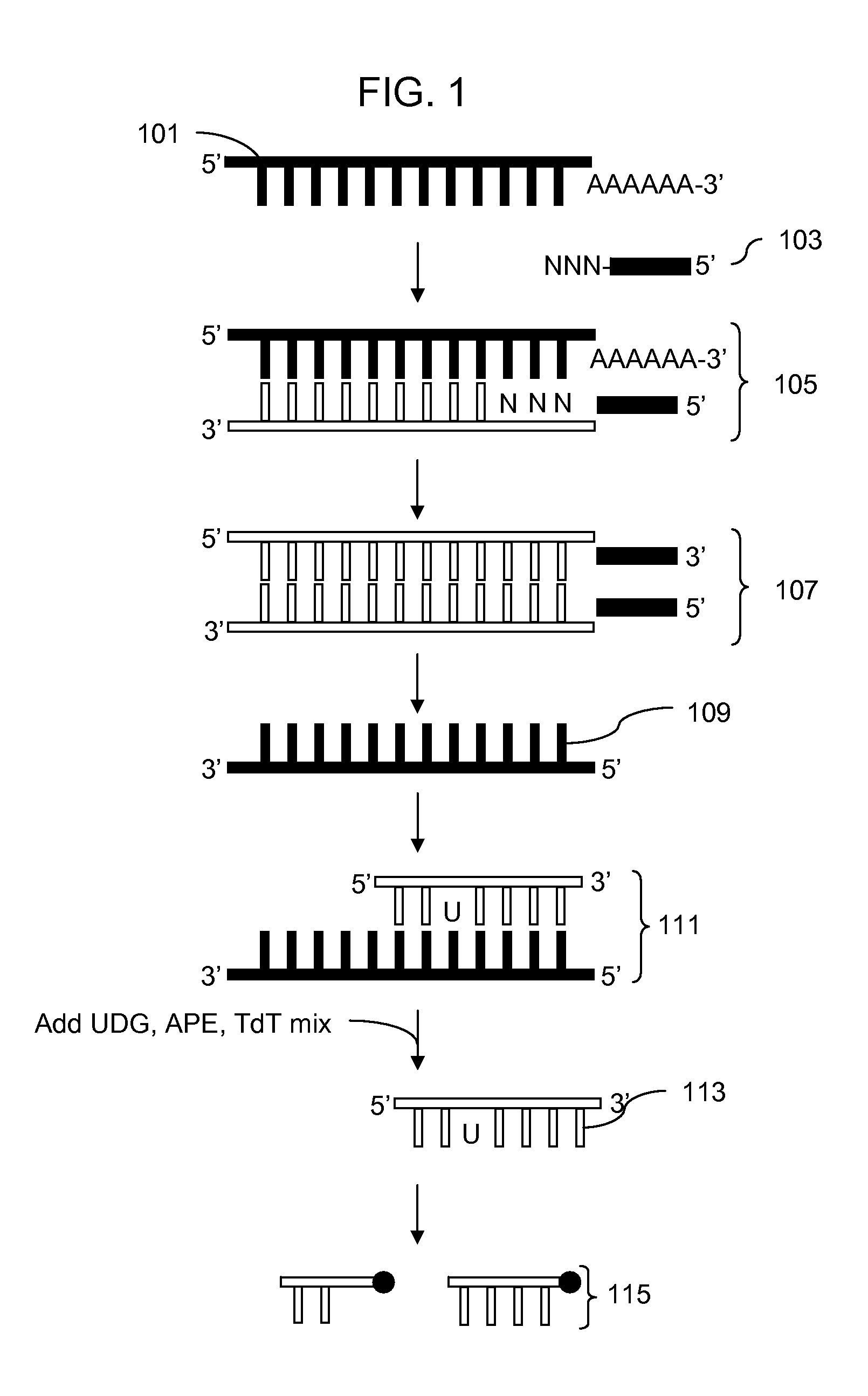 Methods for fragmentation and analysis of nucleic acid