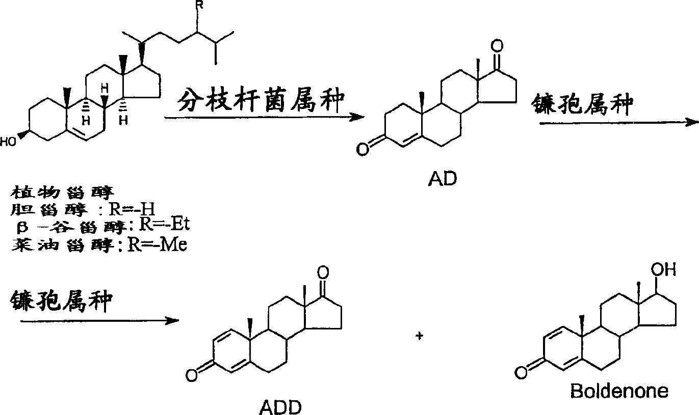 Process for fermentation of phytosterols to androstadienedione