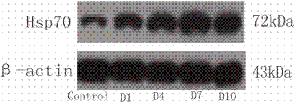 Application of heat shock protein 70 inhibitor to preparation of opioid drug analgesia reinforcing agent