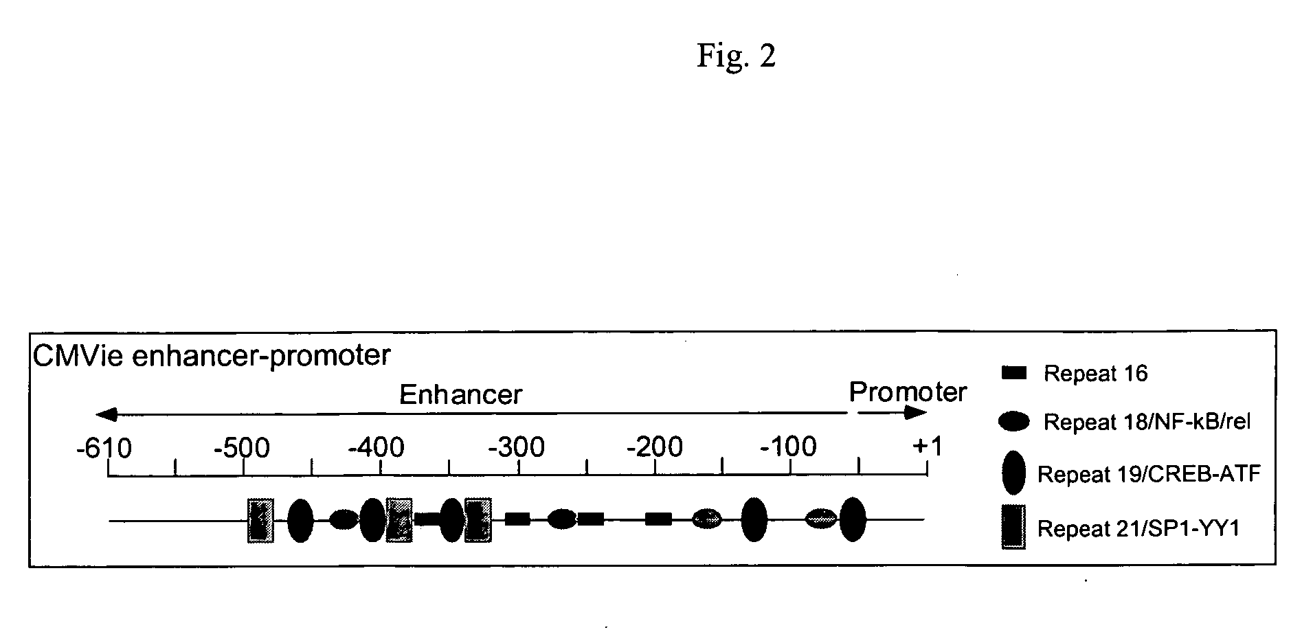 Truncated CMV promoters and vectors containing same
