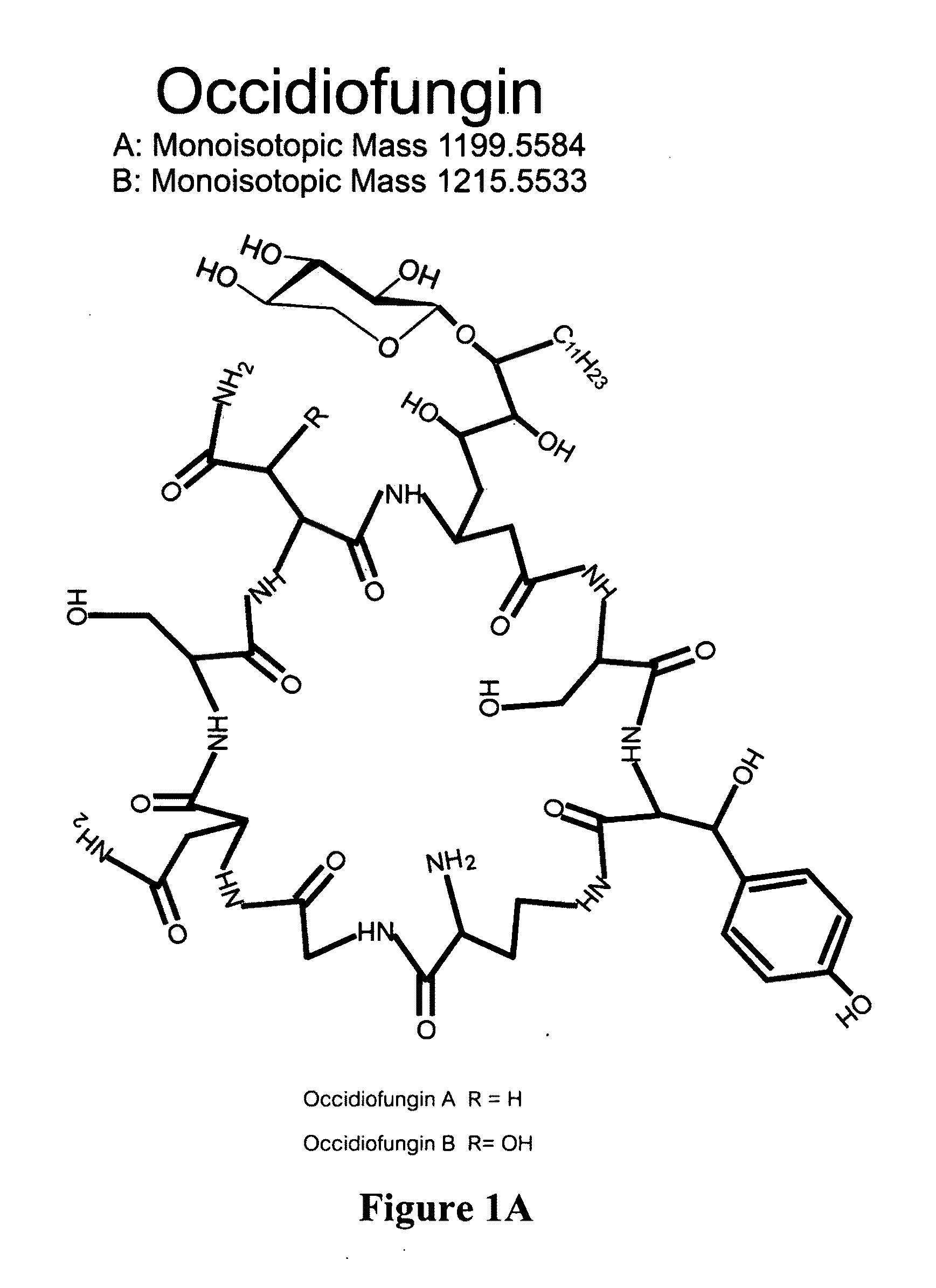 Occidiofungin, a unique antifungal glycopeptide produced by a strain of burkholderia contaminans