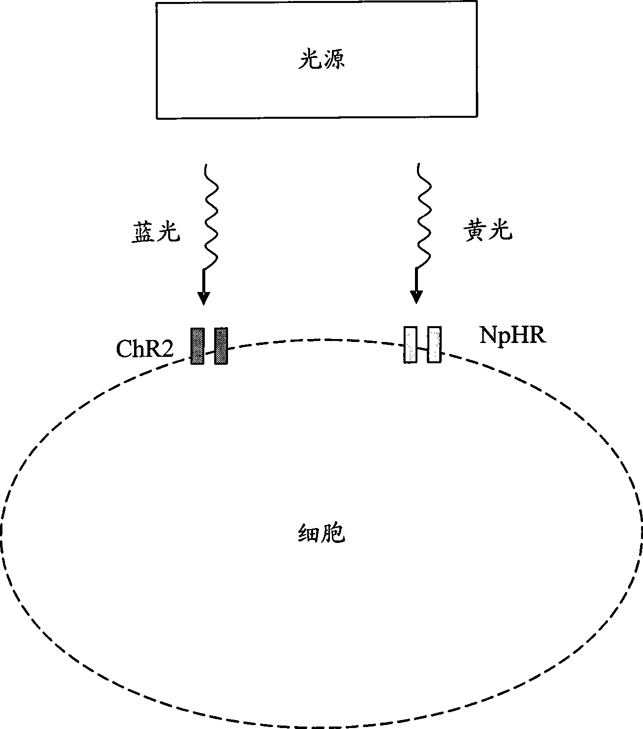Ion channel medicament screening apparatus and method