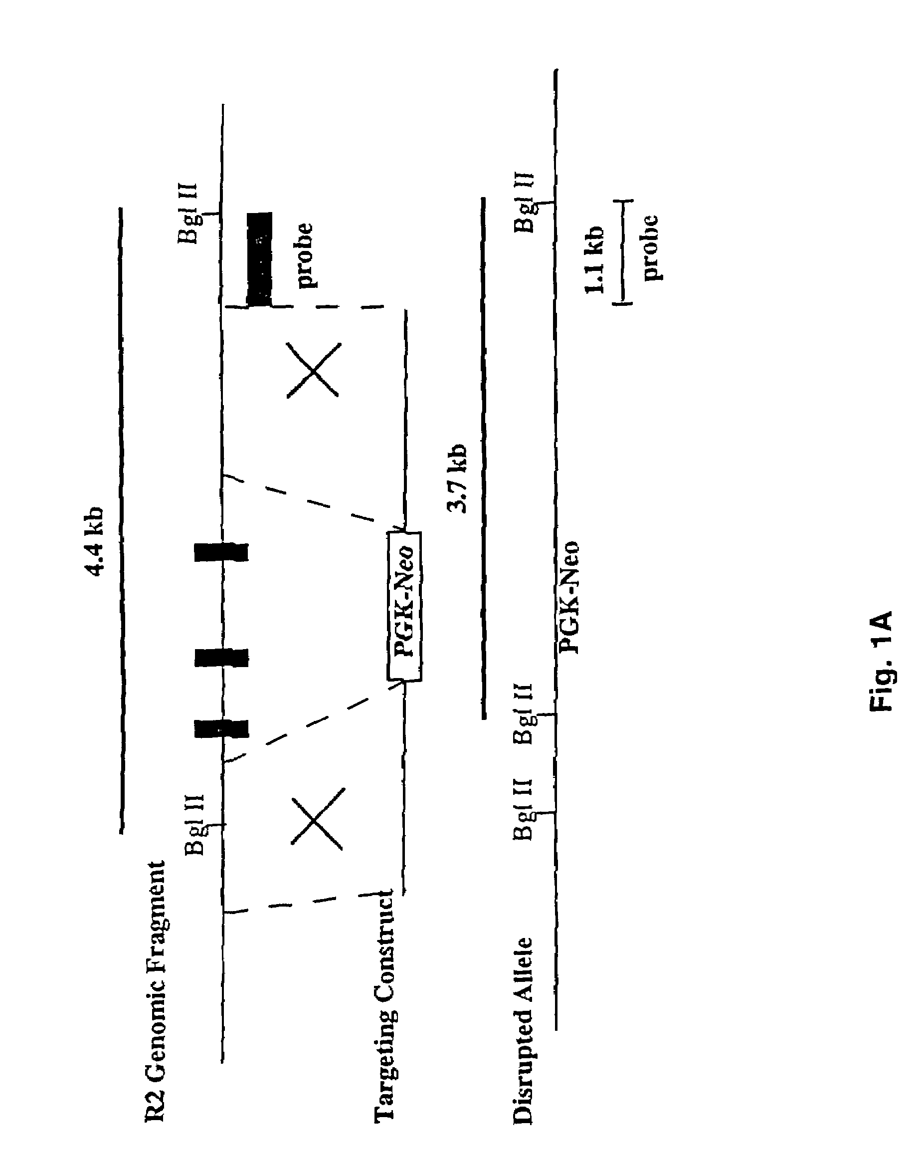 Method of inhibiting angiogenesis by administration of a corticotropin releasing factor receptor 2 agonist