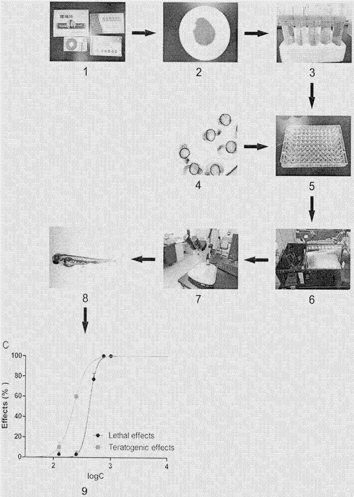 Method for rapidly evaluating potential teratogenicity of Chinese patent medicines by using embryo of zebrafish