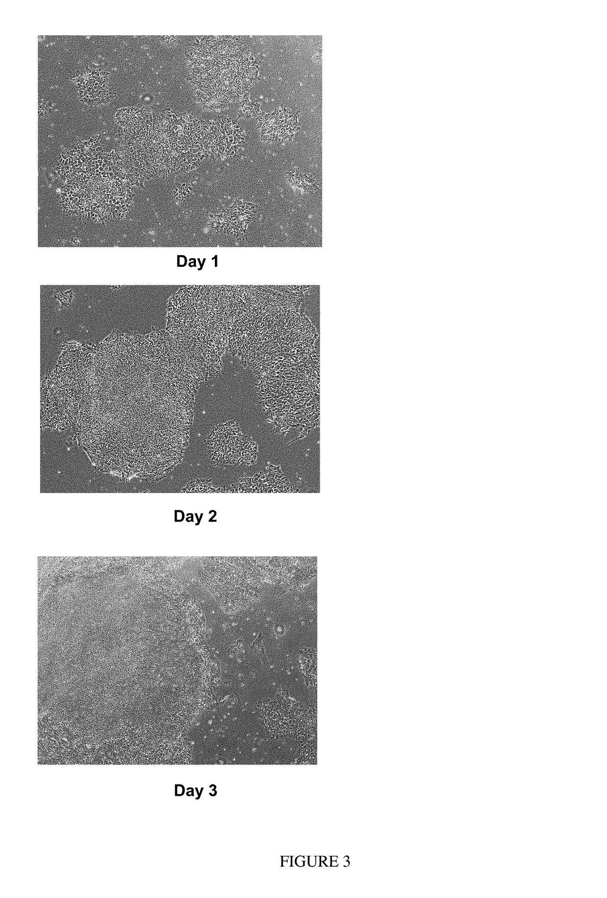 Passaging and harvesting formulation and method for human pluripotent stem cells