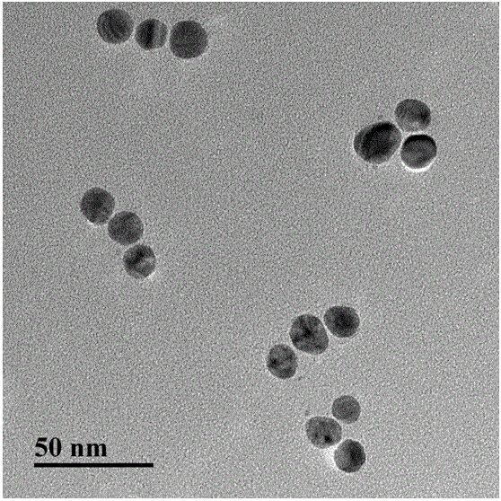 Method for super-sensitively detecting alpha fetalprotein based on surface enhanced raman scattering effect of silver nanoparticle tripolymer