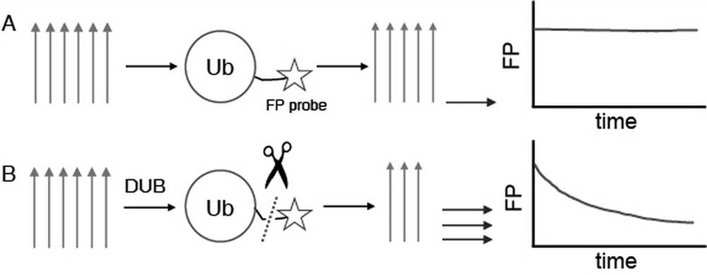 Deubiquitination enzyme activity detection method based on fluorescence polarization