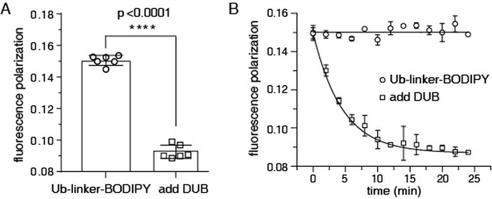 Deubiquitination enzyme activity detection method based on fluorescence polarization