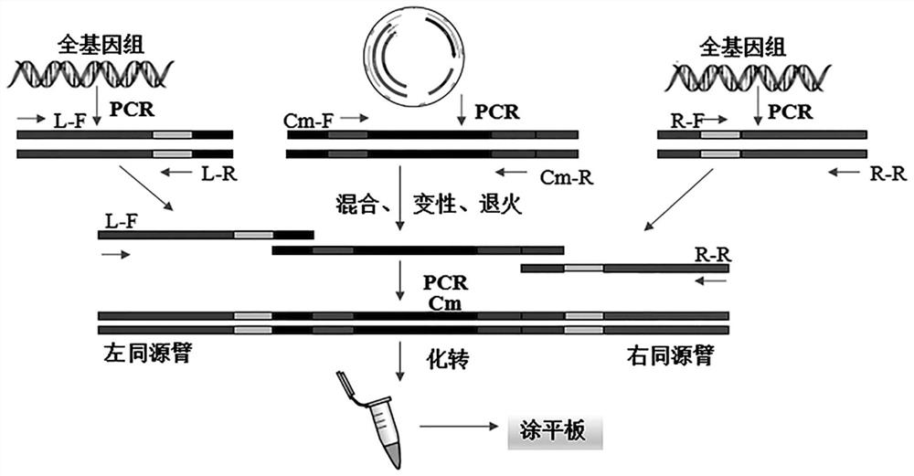 A kind of isoprenoid transferase comq mutant, gene, vector, engineering bacteria and preparation method and application