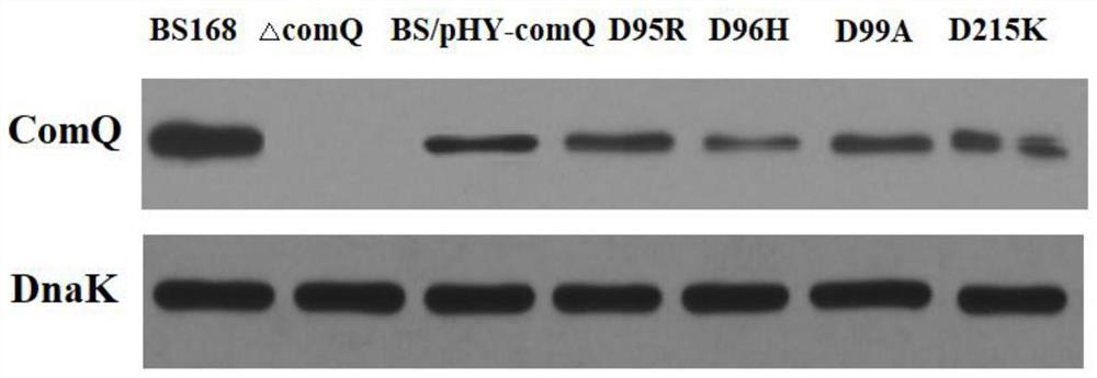 A kind of isoprenoid transferase comq mutant, gene, vector, engineering bacteria and preparation method and application