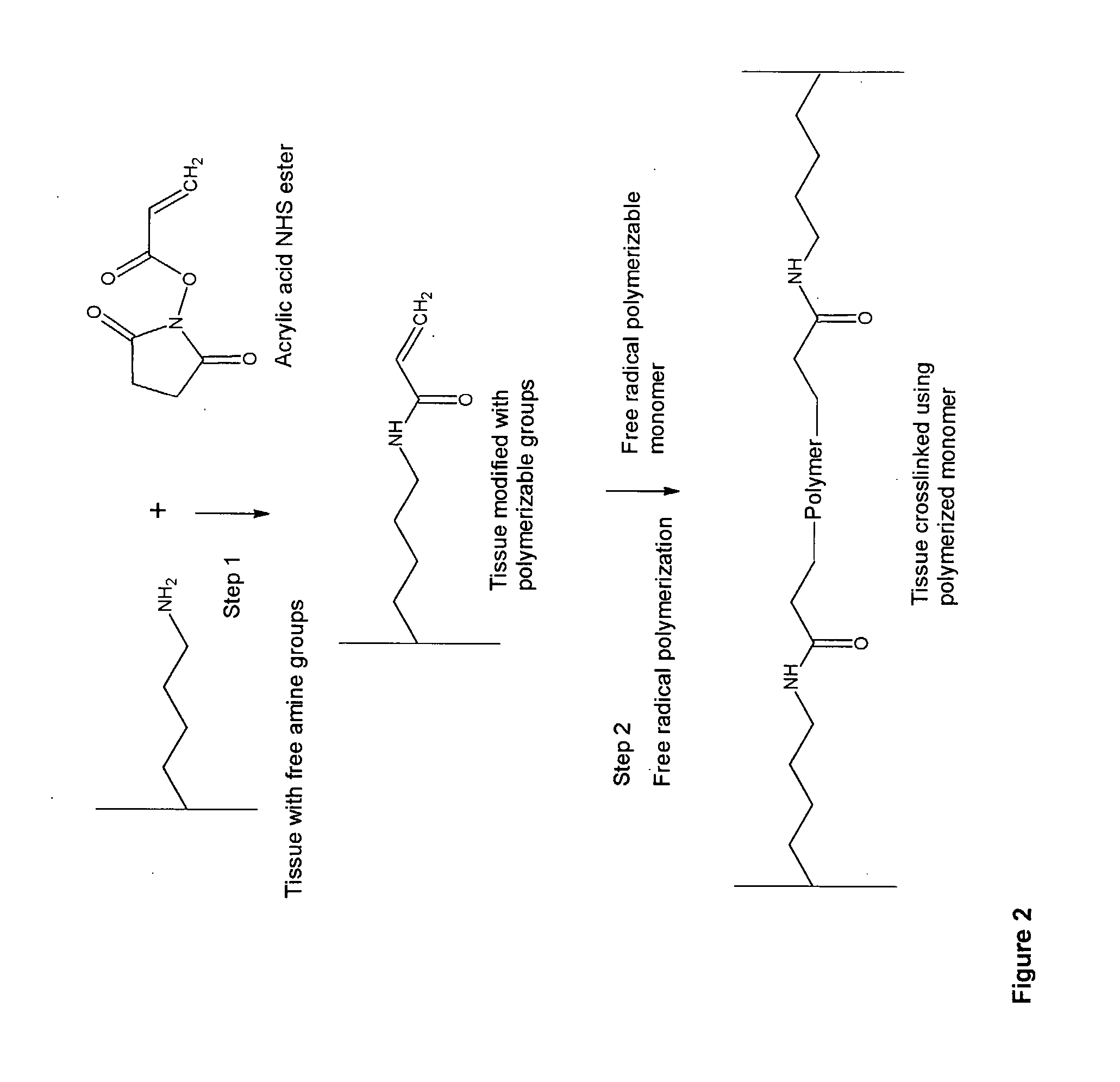 Implantable Tissue Compositions and Method