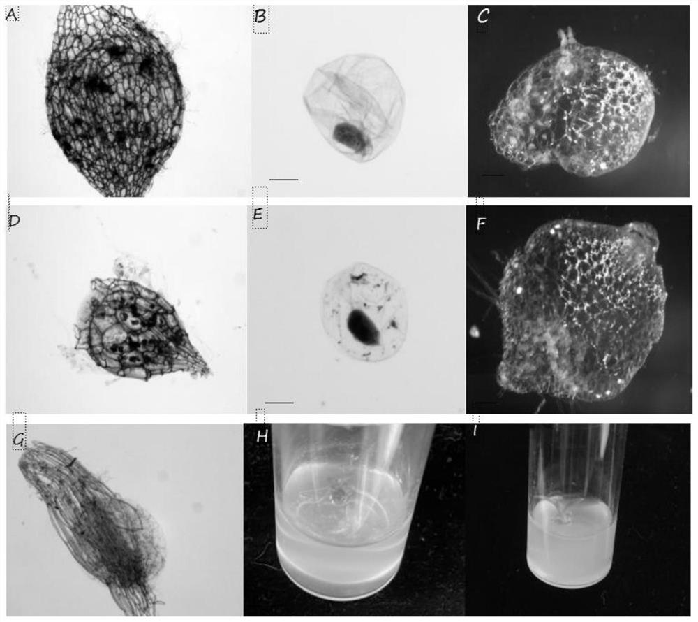 Phanerochaete swelled strain for promoting germination of orchidaceae seeds and application thereof