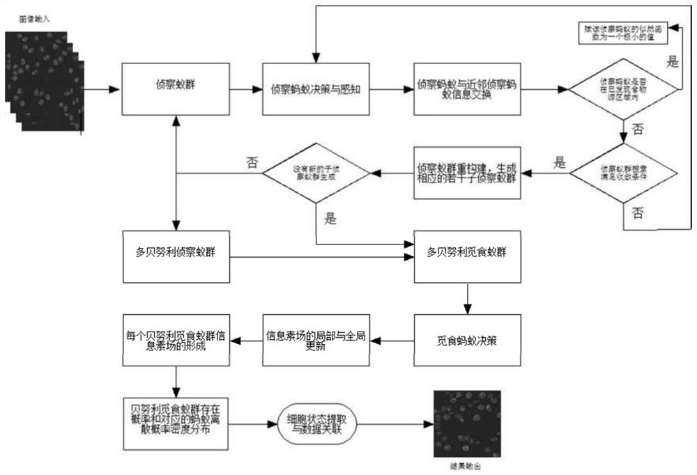 Double-layer multi-Bernoulli random finite ant colony multi-cell tracking method