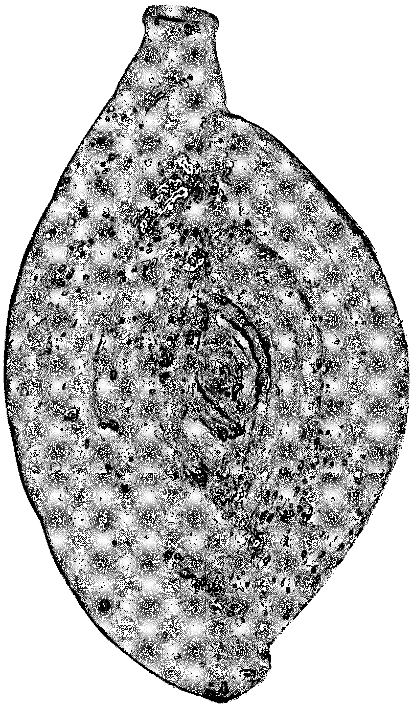 Rapid preparation method for lumen grinding disc of deep-sea foraminifera