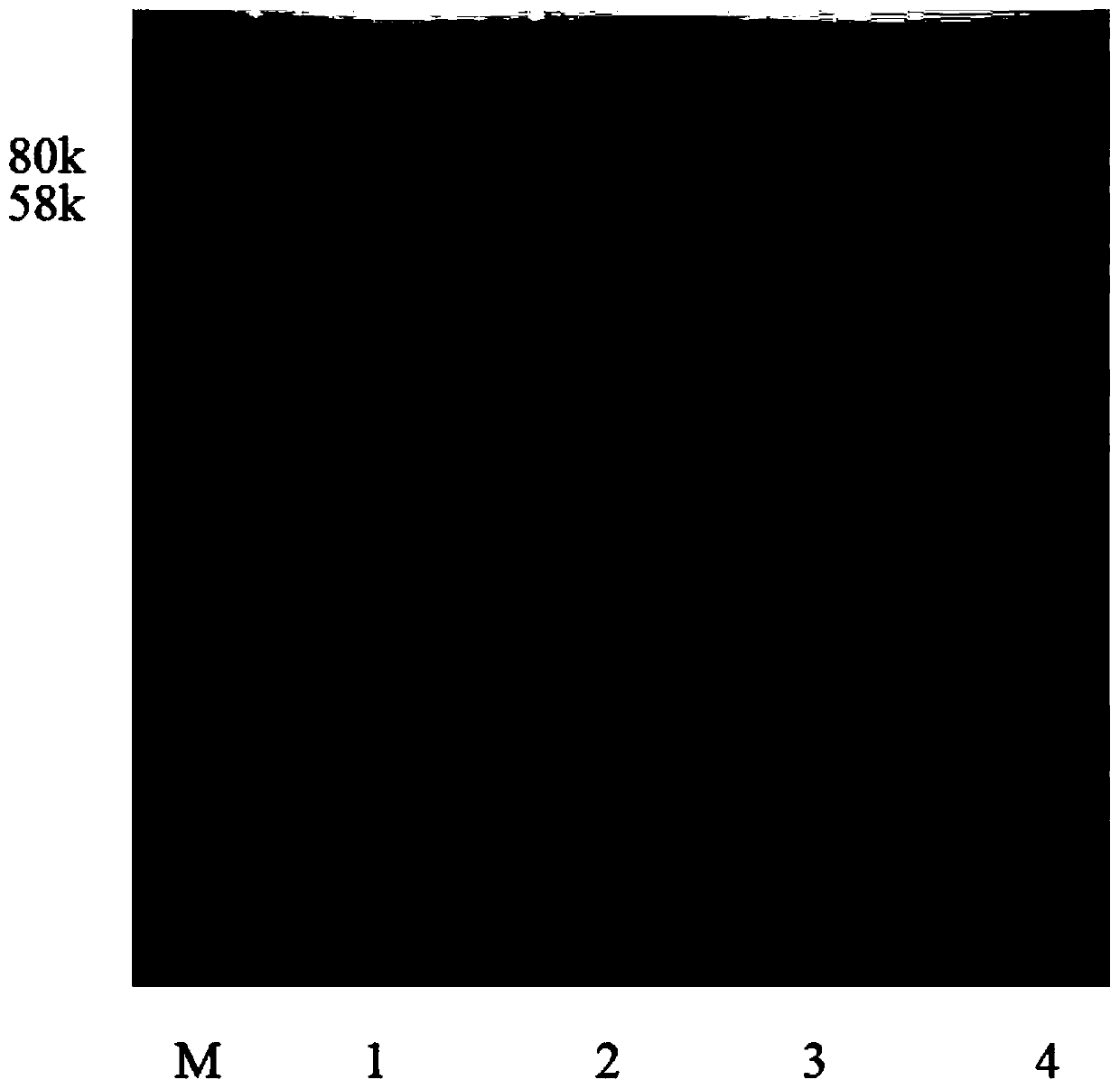 Method for removing recombinant protein endotoxin by GEM