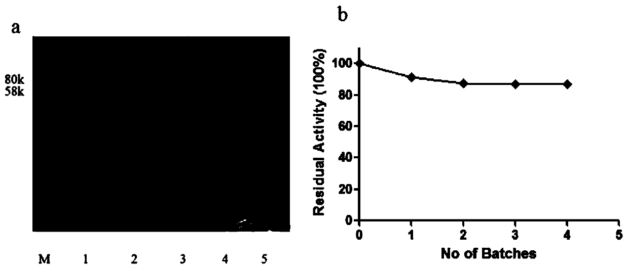 Method for removing recombinant protein endotoxin by GEM