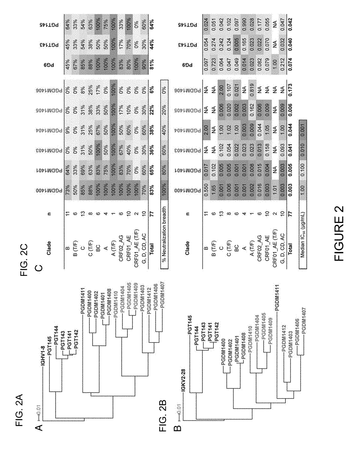 Broadly neutralizing antibody and uses thereof