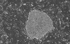 A clinical grade stem cell serum-free medium